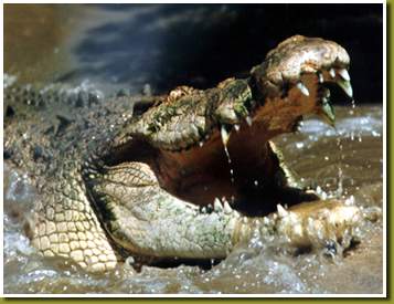 The Reptiles